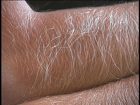 Hairy Arms Lori Anderson | Фото 6