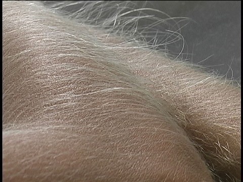 Hairy Arms Lori Anderson | Фото 14