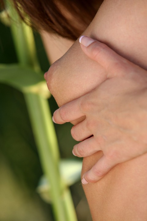 Brunette cutie Caprice A strips her clothes and poses naked in a corn field | Фото 14