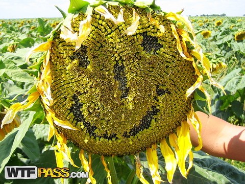 Blonde amateur Adele gets banged doggystyle amid a field of sunflowers | Фото 16